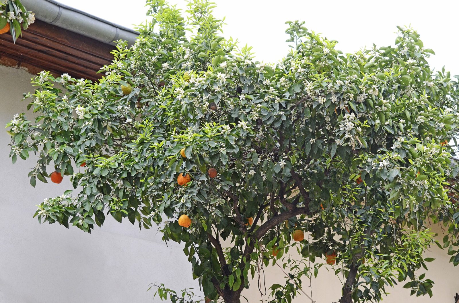 Symbolbild zur Duftnote Bitterorange