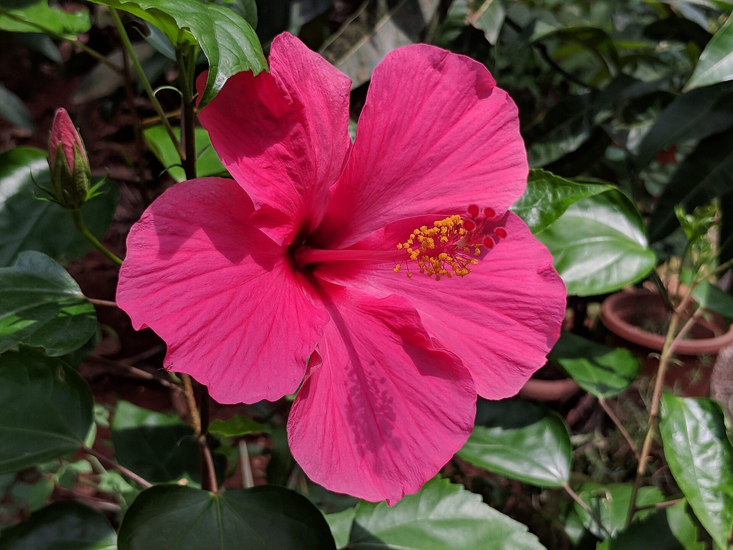 Symbolbild zur Duftnote Hibiskus