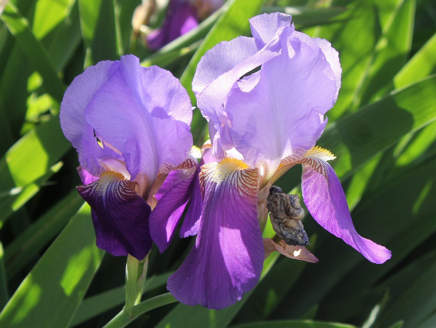 Symbolbild zur Duftnote Iris