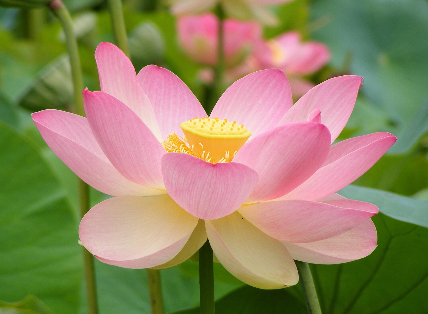 Symbolbild zur Duftnote Lotus