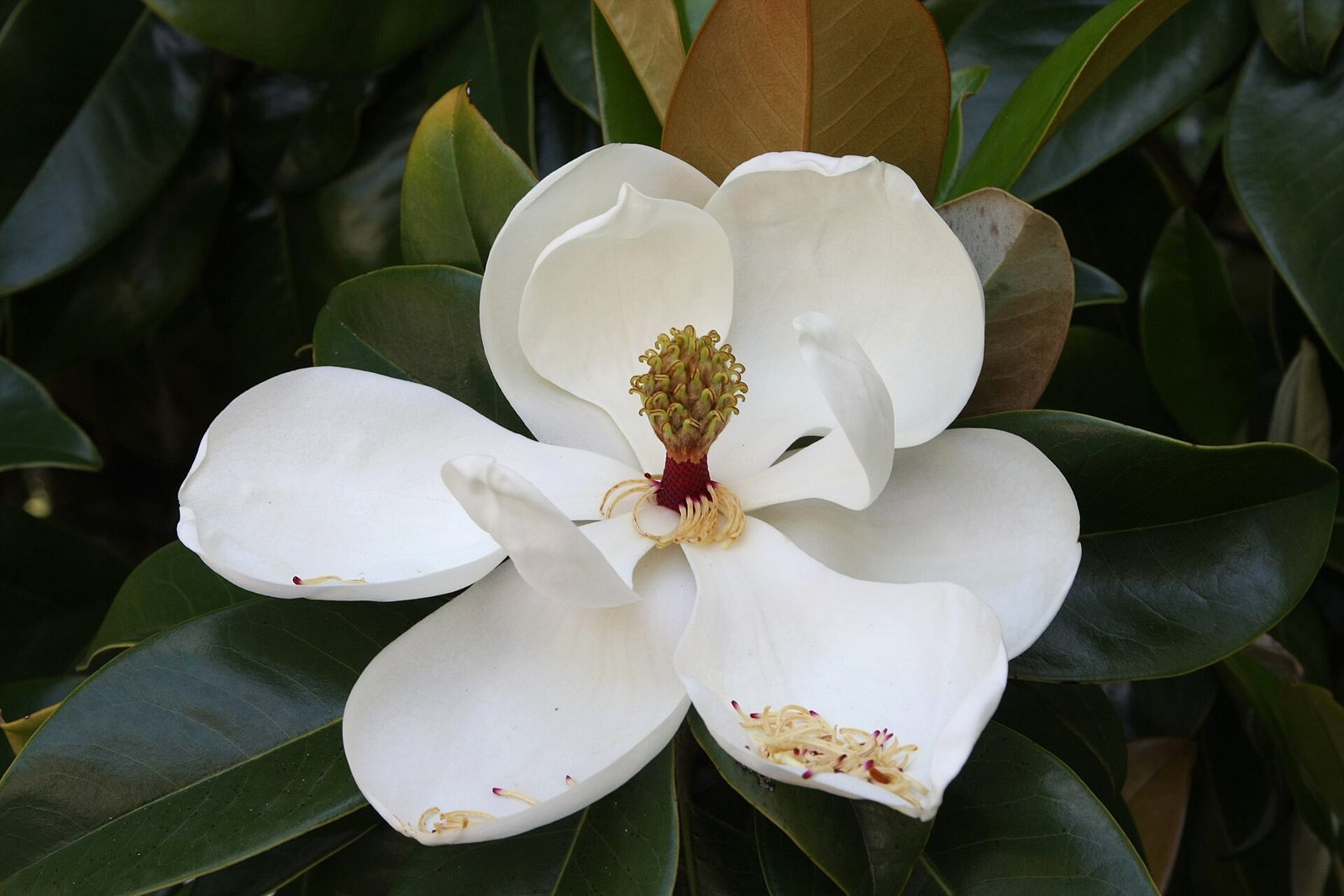 Symbolbild zur Duftnote Magnolie