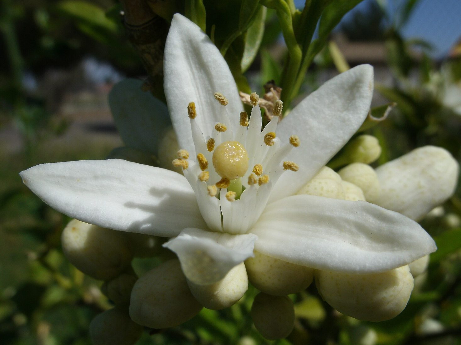 Symbolbild zur Duftnote Neroli